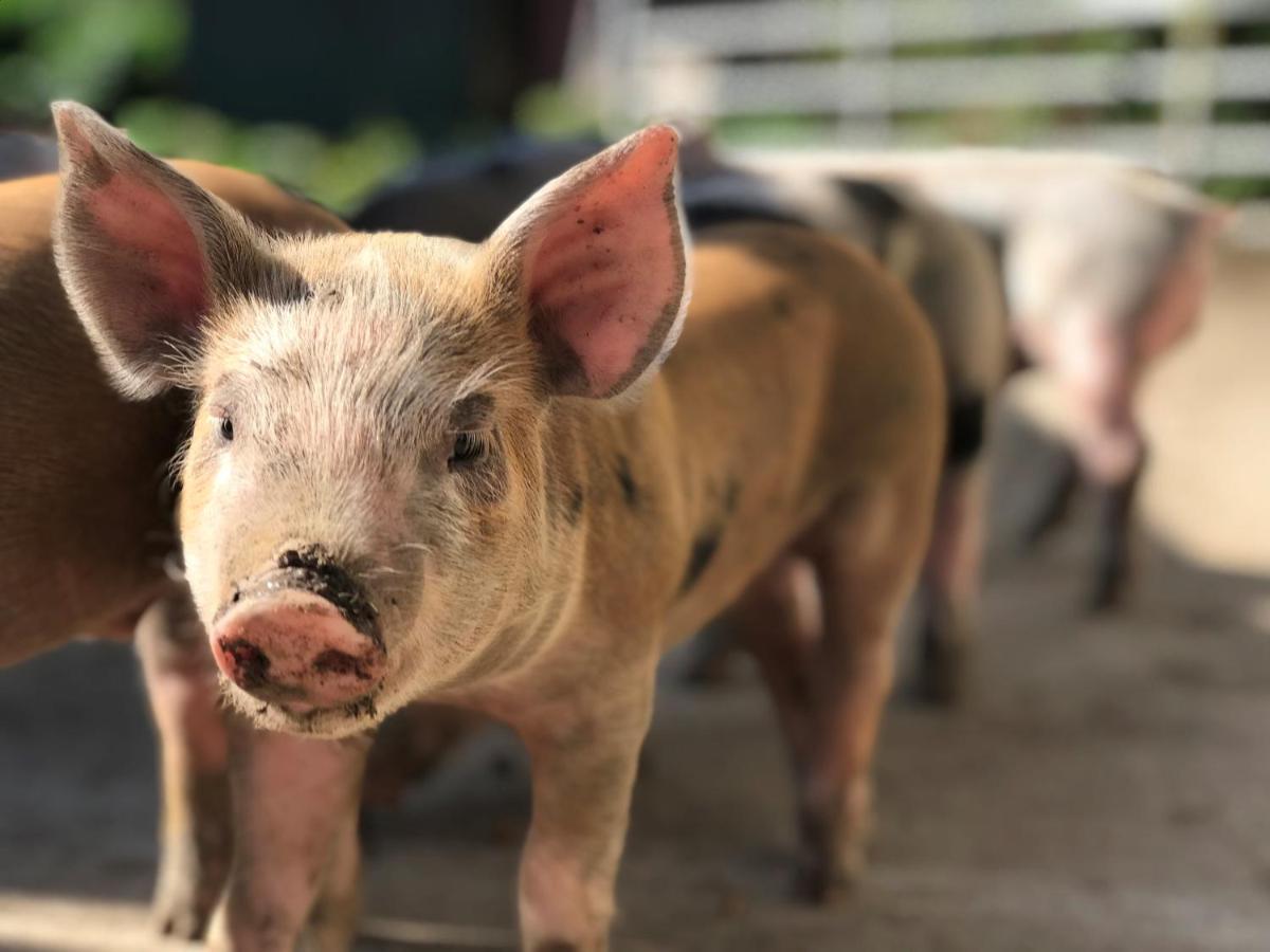 مبيت وإفطار كانتربيري Withy Farm المظهر الخارجي الصورة