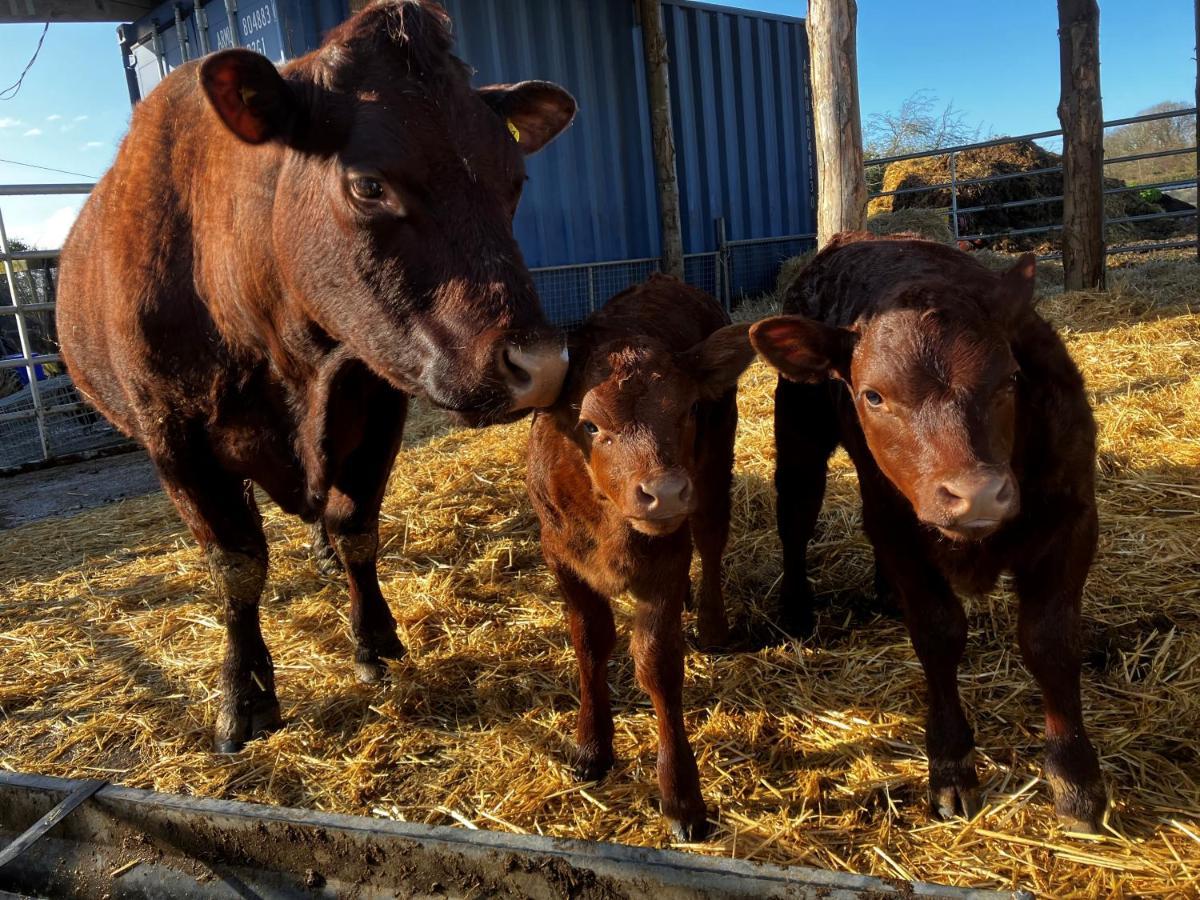 مبيت وإفطار كانتربيري Withy Farm المظهر الخارجي الصورة