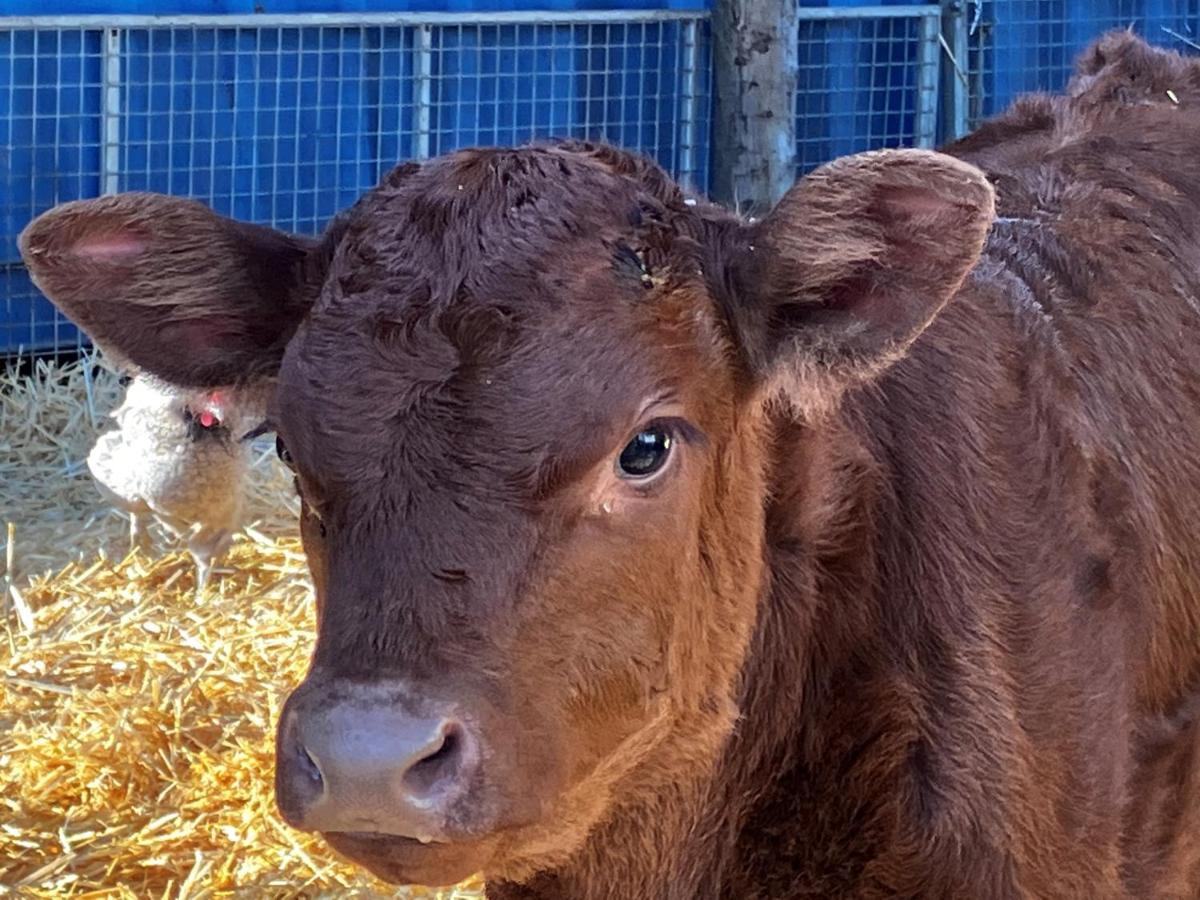 مبيت وإفطار كانتربيري Withy Farm المظهر الخارجي الصورة