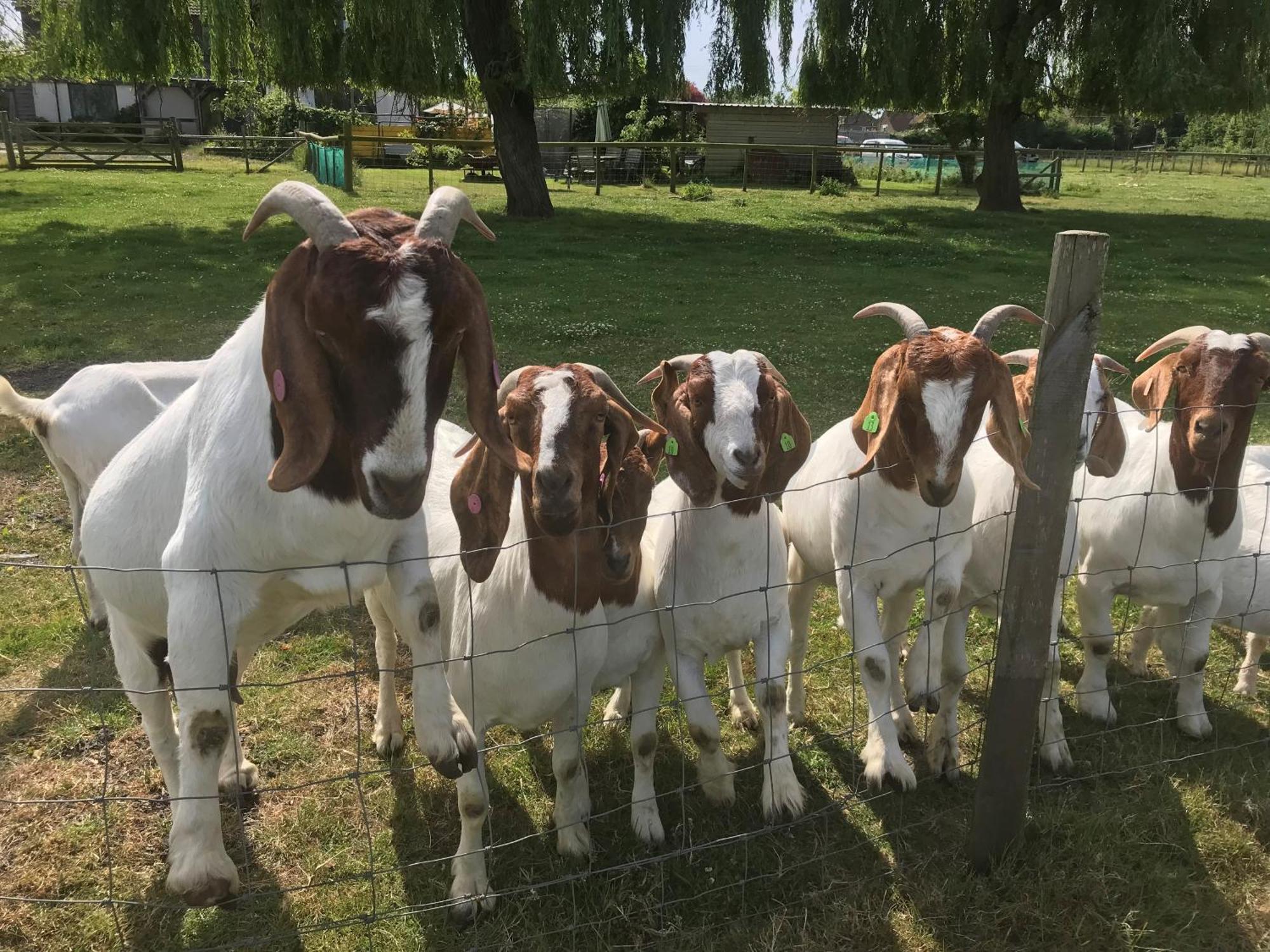 مبيت وإفطار كانتربيري Withy Farm المظهر الخارجي الصورة